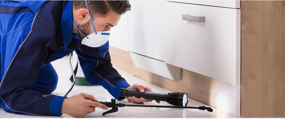 Belmont pest xpert removal